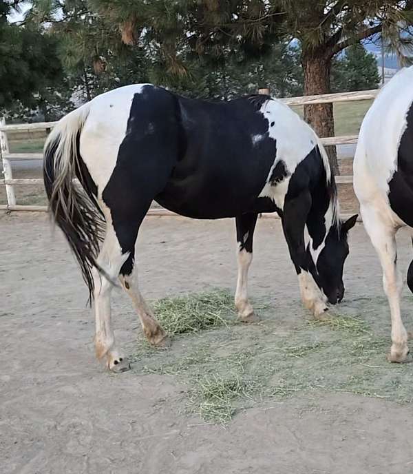 black-tobiano-broodmare-for-sale