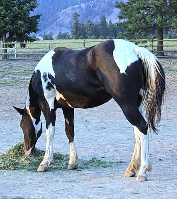 black-tobiano-broodmare