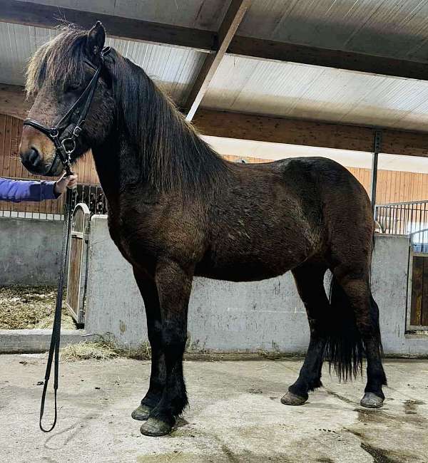 beginner-icelandic-horse