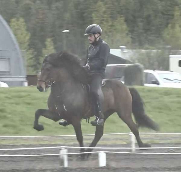 finished-icelandic-horse