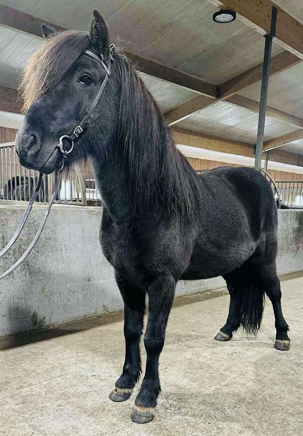 beginner-icelandic-horse