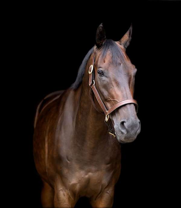 dressage-thoroughbred-horse