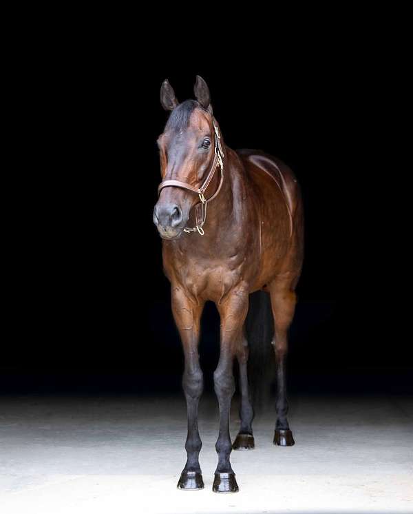 ridden-english-thoroughbred-horse