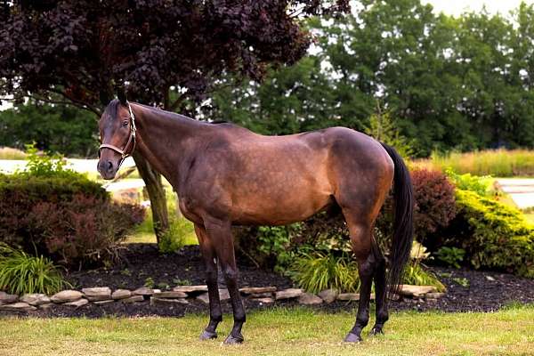 show-experience-thoroughbred-horse