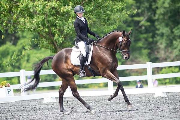 bay-thoroughbred-gelding