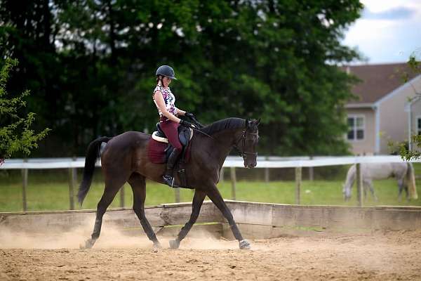 bay-dressage-horse