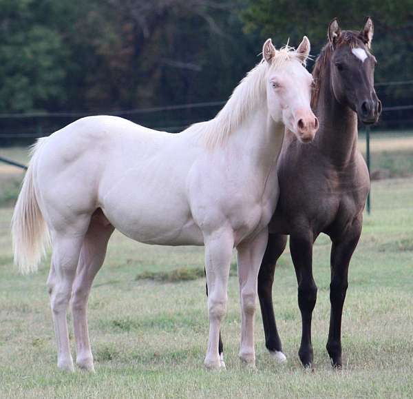 perlino-mounted-patrol-horse