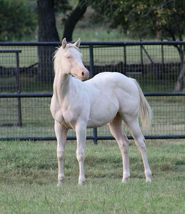 all-around-quarter-horse