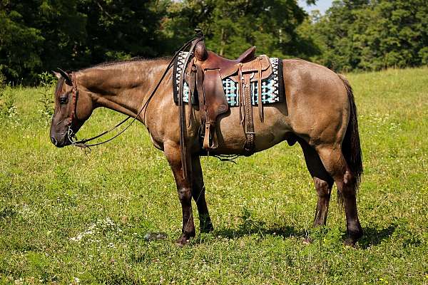 grulla-quarter-horse
