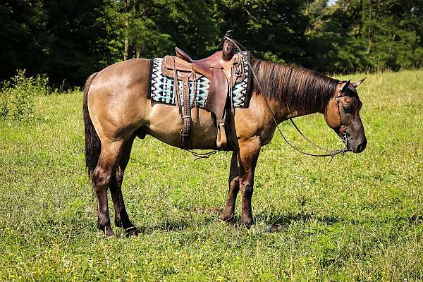 family-horse-quarter