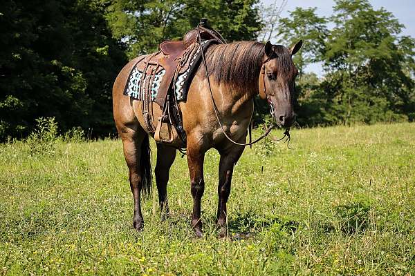grullo-quarter-horse