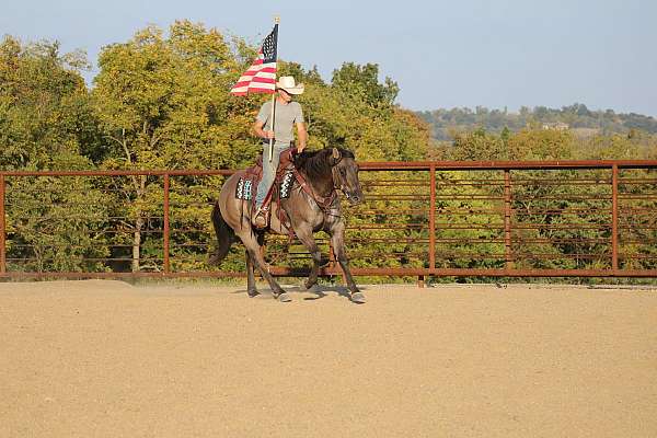 gelding-quarter-horse