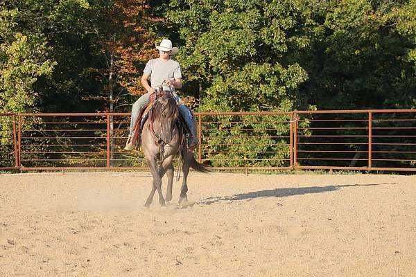 all-around-quarter-horse
