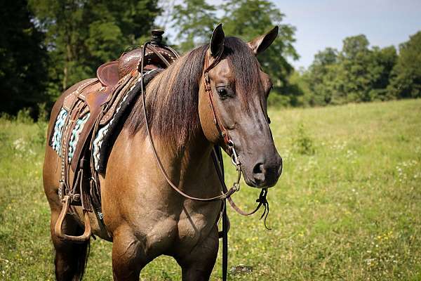 beginner-safe-quarter-horse