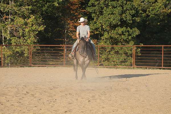 athletic-quarter-horse