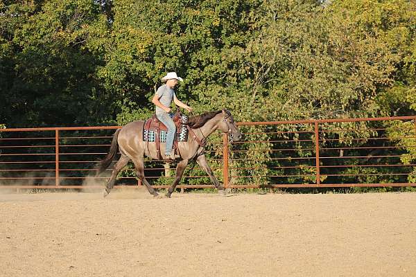 beginner-quarter-horse