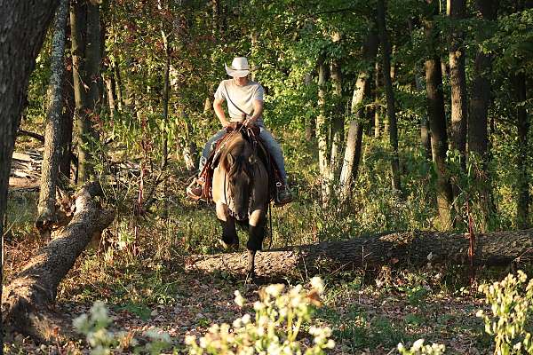 experienced-quarter-horse