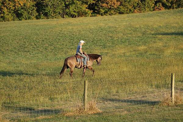 dun-factor-quarter-horse