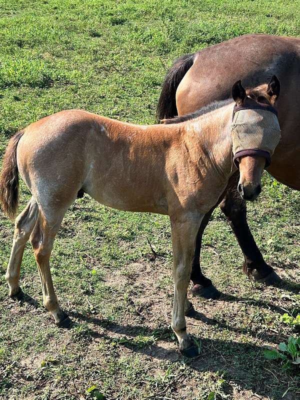 colt