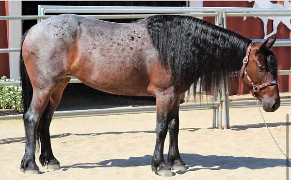 bay-all-around-horse