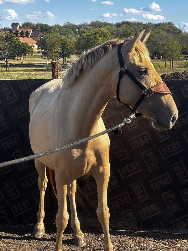 isabelo-ialha-mare