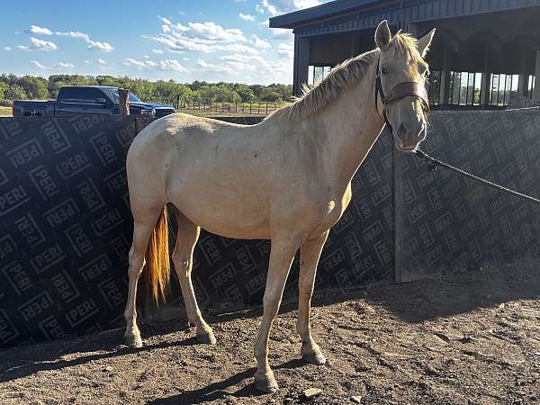 venus-andalusian-horse