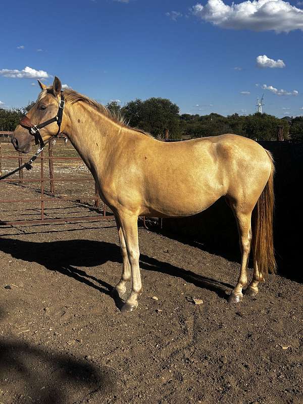 wild-andalusian-horse