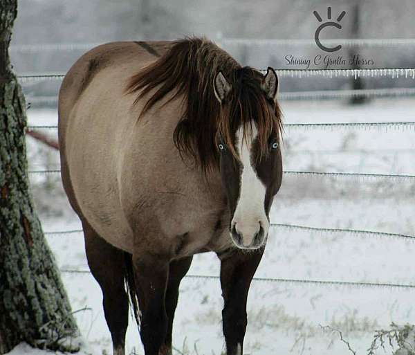 splash-white-horse