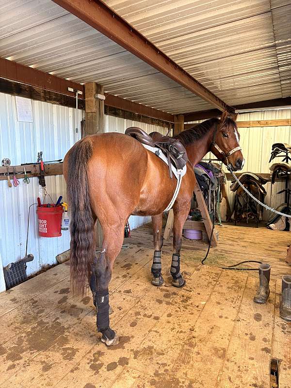 palomino-frame-tobiano-pony