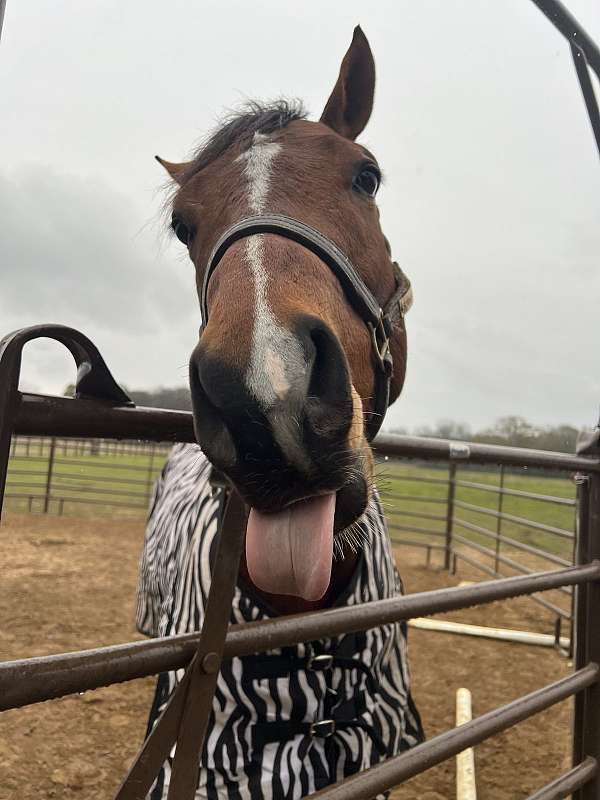 gentle-tennessee-walking-pony