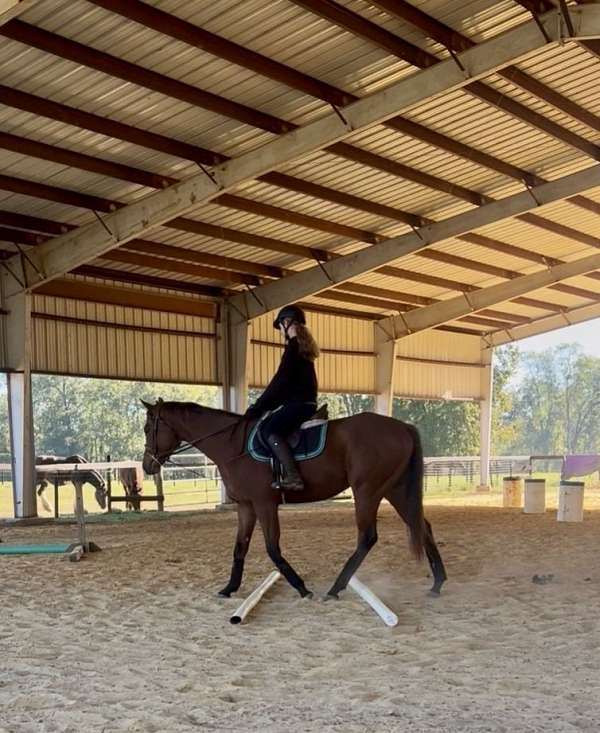 pleasure-driving-tennessee-walking-pony
