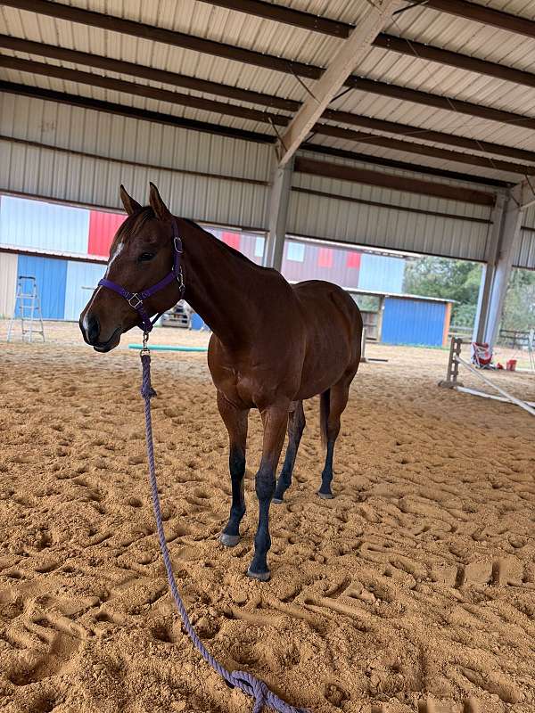 western-dressage-tennessee-walking-pony