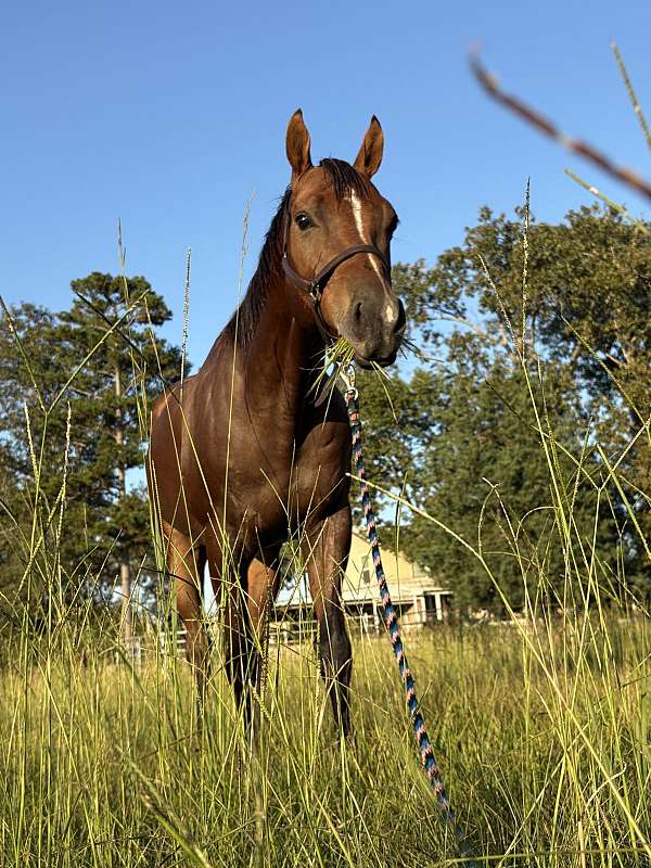 arena-tennessee-walking-pony