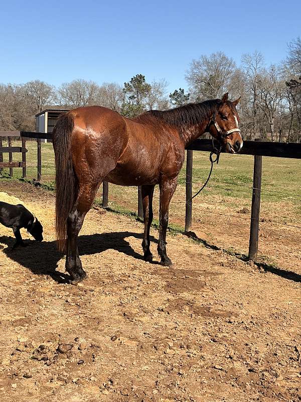 beginner-safe-kid-pony-tennessee-walking