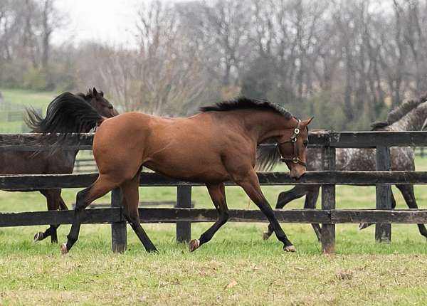 frame-tobiano-pony