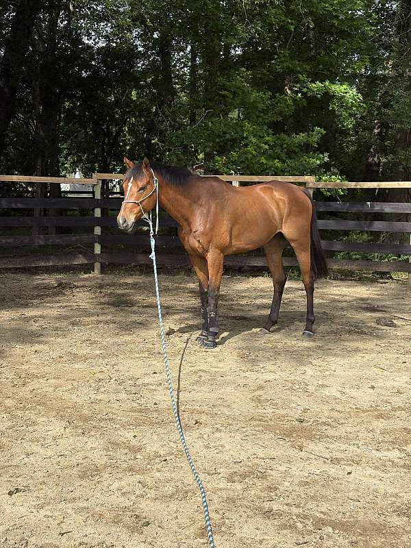 long-mane-tail-tennessee-walking-pony
