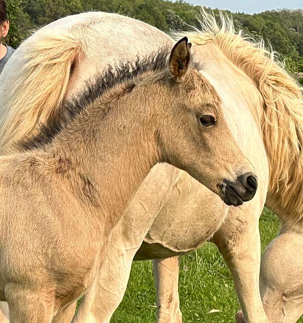 adult-morgan-horse