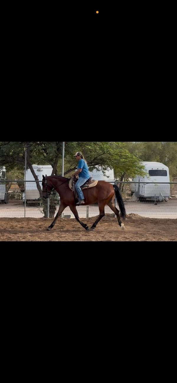 bay-rh-sock-horse