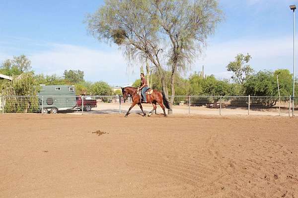all-around-mustang-horse