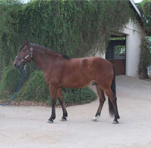 rh-sock-horse