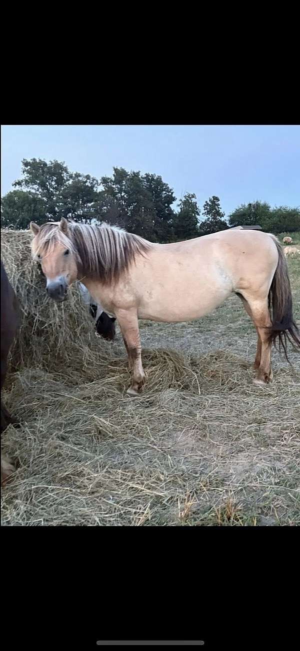 blue-roan-roan-fjord-filly