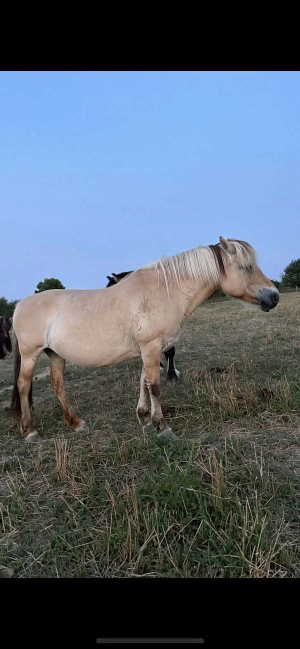 blue-roan-roan-fjord-mare