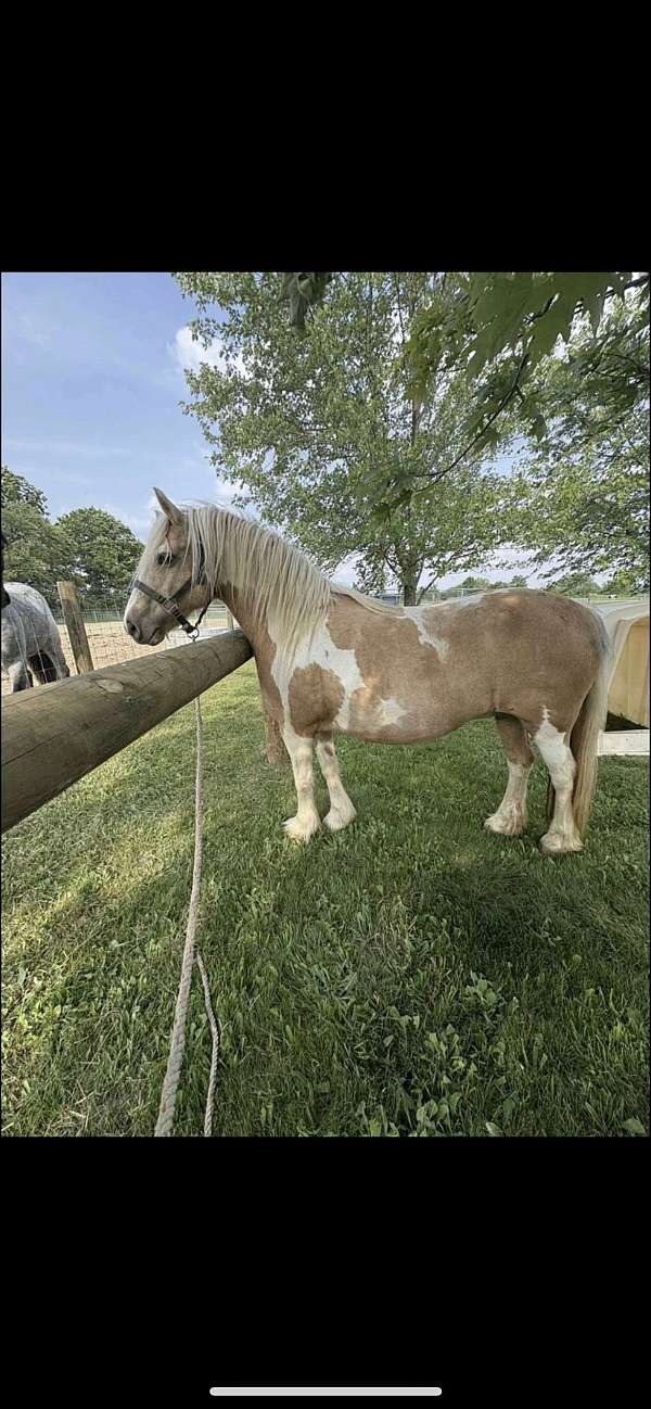 cross-flashy-gypsy-vanner-horse