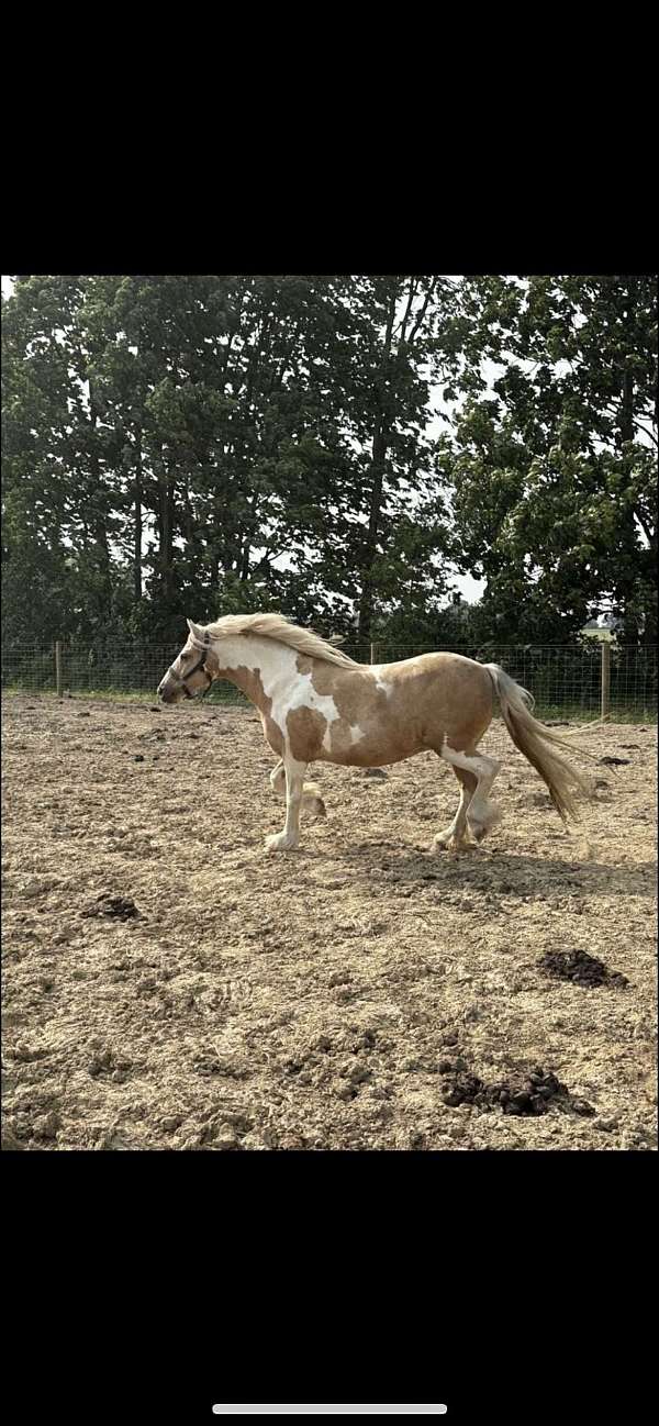 cross-flashy-welsh-pony