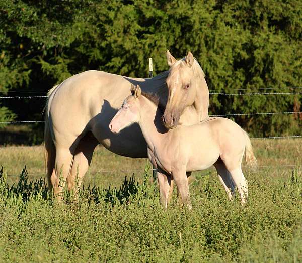 splash-white-horse