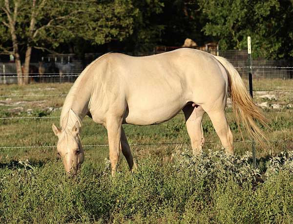 champagne-splash-white-horse