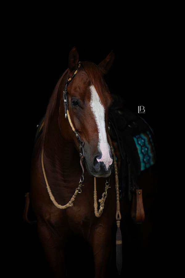 chestnut-trail-class-comp-horse