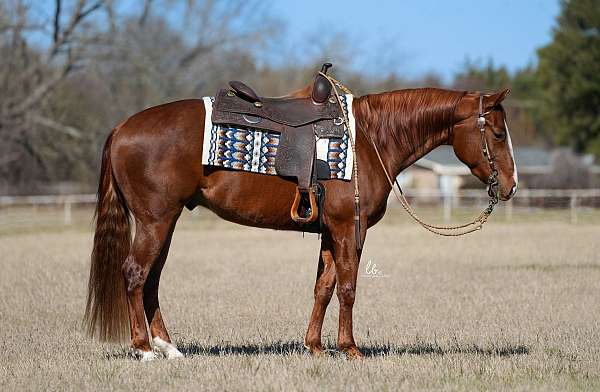 beginner-quarter-horse