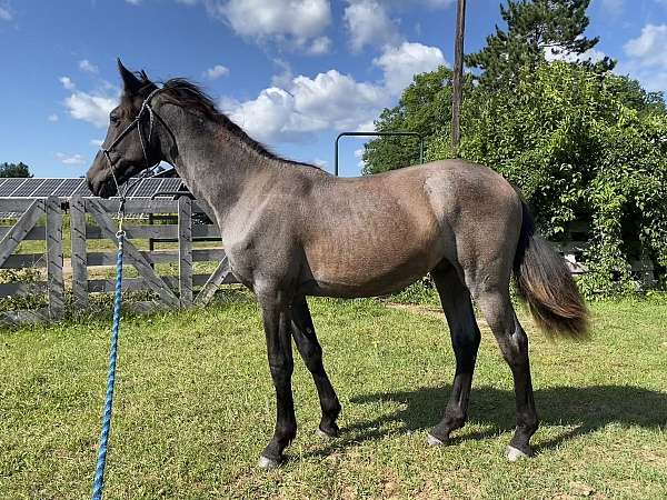 blue-roan-andalusian-horse