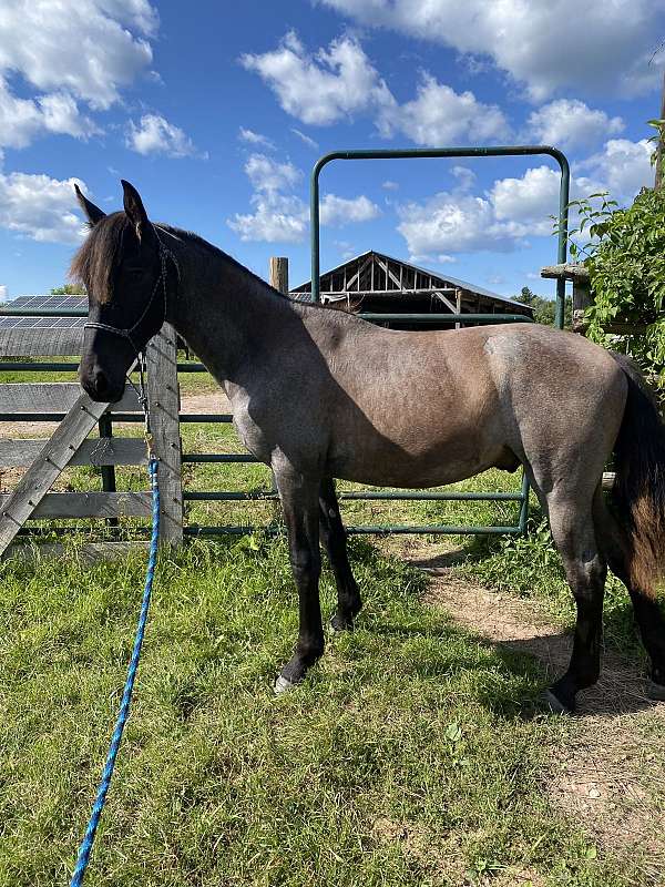 blue-roan-andalusian-gelding